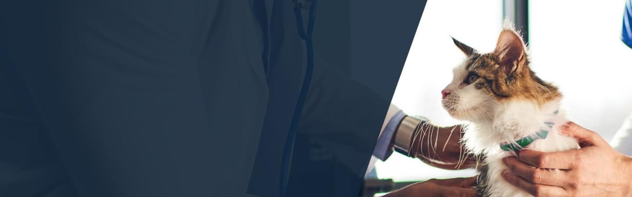 Tapeworms Education Boehringer Ingelheim Animal Health